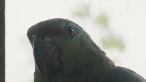 Close Headshot Of Festive Parrot In Shallow Depth Of Field. Macro Stock Footage 214717066