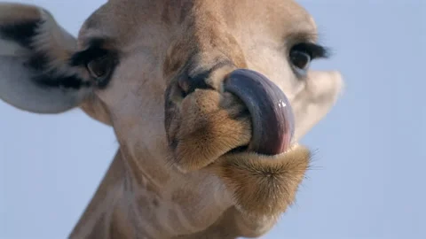 Close Headshot of Giraffe Staring into Camera and Using Long Tongue to Clean Stock Footage 333358328