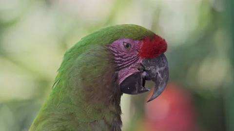 Close up headshot of a Red-fronted macaw against a blurred green background Stock Footage 154459782