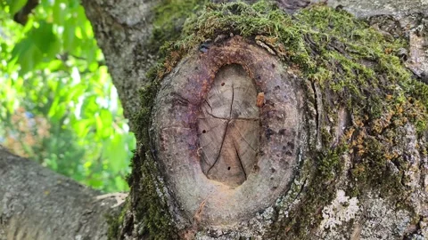 Close up of a healed branch cut on a mossy tree trunk Stock Footage 344887865