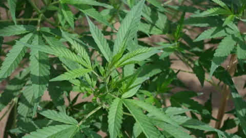 Close up of the healthy cannabis plants with perfect leaves Vídeos de archivo 221185053