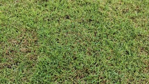 Close-Up of Healthy Grass Surface Stock Photos