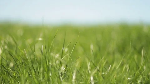 Close up of Healthy Green Grass in a Paddock, New Zealand Stock Footage 83327205