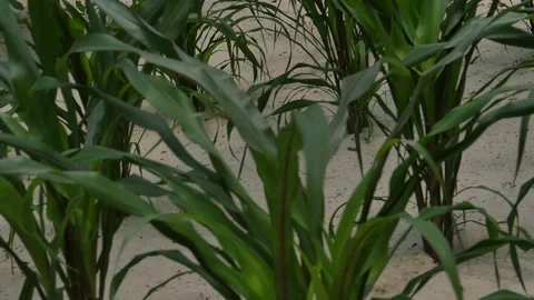 Close up on healthy leafy green maize plants growing in a farm field Stock Footage 152752988