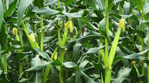 Close Up of Healthy Maize Plants with Developing Corn Ears and Fresh Silks Stock Footage 340974066