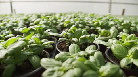 Close-up of healthy organic basil herbs in a nursery Stock Footage 333726310