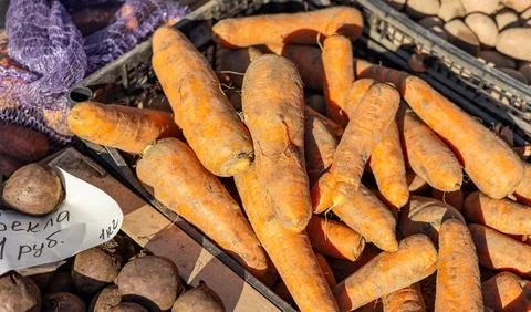 Close-up heap of carrot. Harvested young fresh organic bio raw vegetable on.. Stock Photos