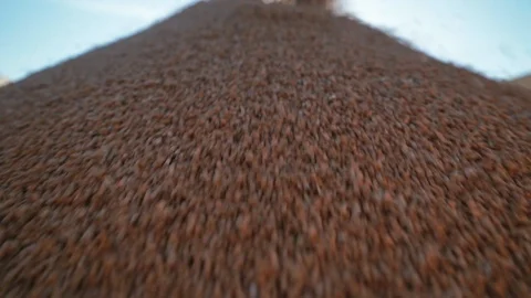 Close-up heap of falling wheat grains 库存影片 98103143