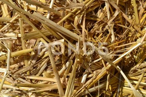Close-up to heap of straw as texture for backgrounds. Stock Photos