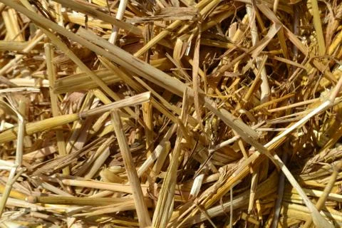 Close-up to heap of straw as texture for backgrounds. Stock Photos