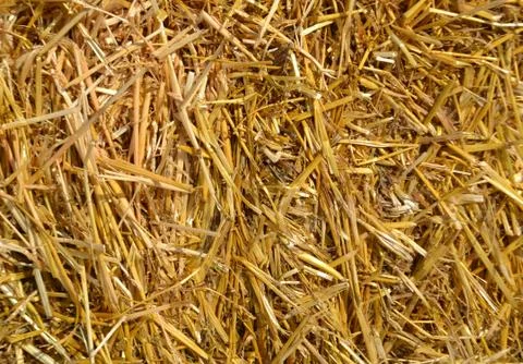 Close-up to heap of straw as texture for backgrounds. Stock Photos