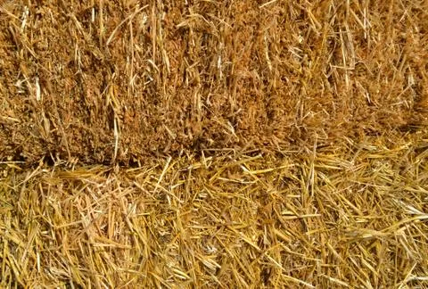 Close-up to heap of straw as texture for backgrounds. Stock Photos