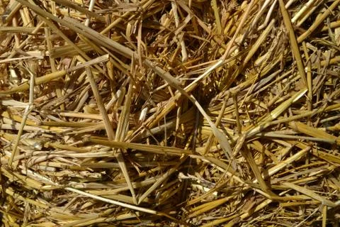 Close-up to heap of straw as texture for backgrounds. Stock Photos