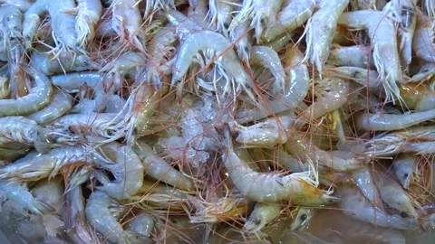 Close up heap of translucent shrimp with tangled antennae Video stock 316693773