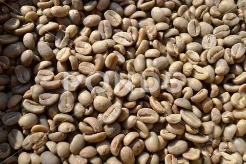Close-up of a heap of unroasted dry green coffee beans under direct sunlight. Stock Photos