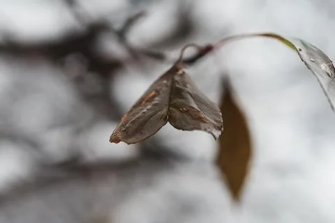Close-up of a heart shaped dry leaf hanging from a branch in winter Stock Photos