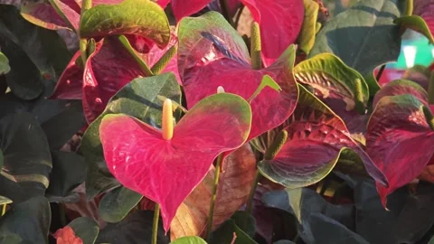 Close-up of heart-shaped red Anthurium flowers blooming outdoors. 스톡 동영상 339780174