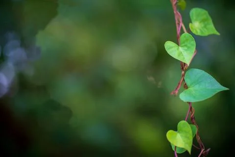 Close up of Hearth symbol shape tree leaf background Stock Photos