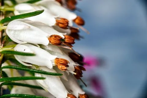 Close-up of a heather flower blooming in spring Stock Photos