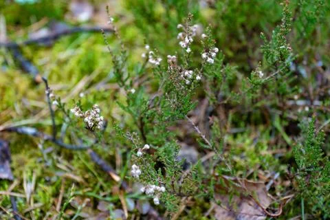 Close-up of Heather Flowers in a Forest Setting Stock Photos