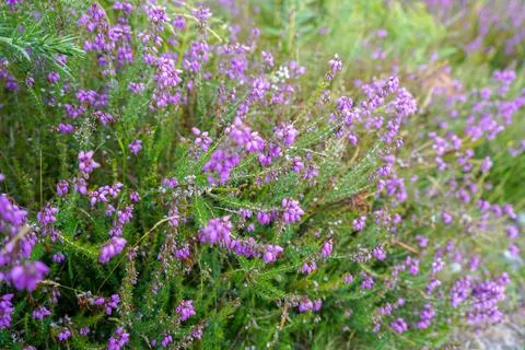 Close up of heather flowers 库存照片