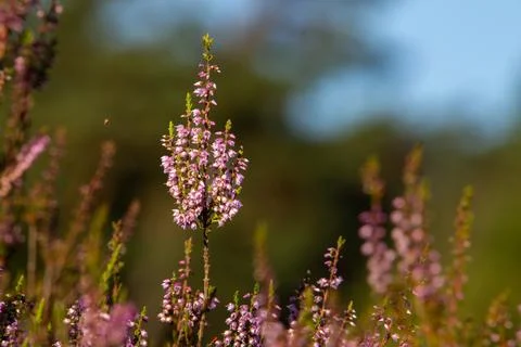 Close-up of heather from low angle view Stock Photos