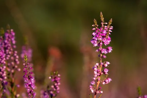 Close-up of heather from low angle view Stock Photos