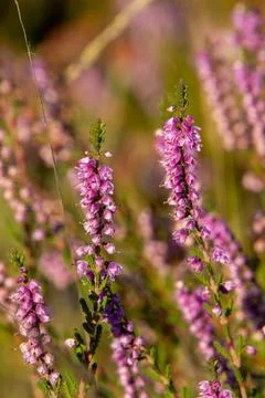 Close-up of heather from low angle view Stock Photos