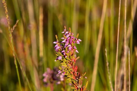 Close-up of heather from low angle view Stock Photos