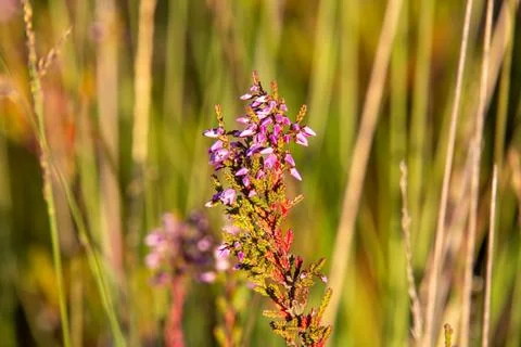 Close-up of heather from low angle view Stock Photos