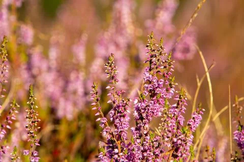 Close-up of heather from low angle view Stock Photos