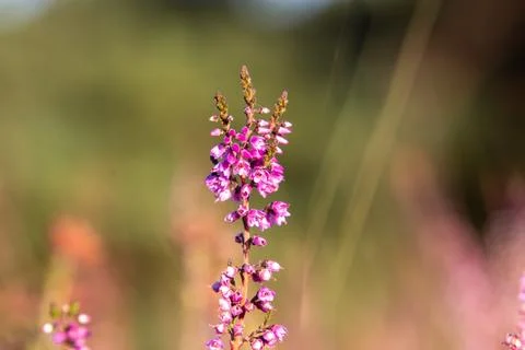 Close-up of heather from low angle view Stock Photos