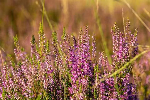Close-up of heather from low angle view Stock Photos