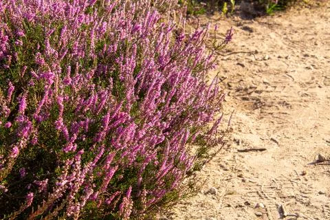 Close-up of heather from low angle view Foto stock