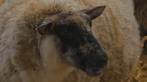 Close up of heavily pregnant ewe Stock Footage