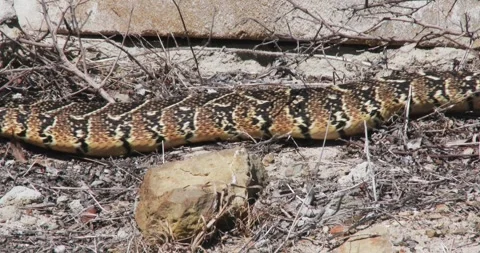 Close up of a heavy bodied puff adder crossing the frame from right to Stock Footage 289231090