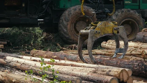 Close Up Of Heavy Crane Loading Wooden Logs Inside Transport Vehicles Cargo Stock Footage 220893234