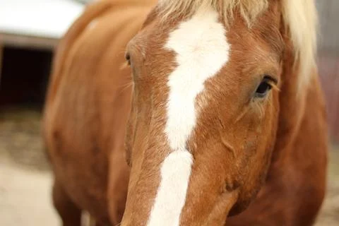 Close Up of Heavy Draft Horse Stock Photos
