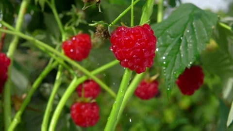 Close-up of the heavy drops of summer rain falling on the ripe juicy raspberries Stock Footage 219677244