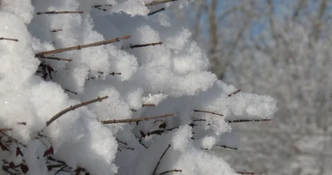 Close Up of Heavy Fresh Snow on Branches - Sun and Blue Sky Stock Footage 104838227