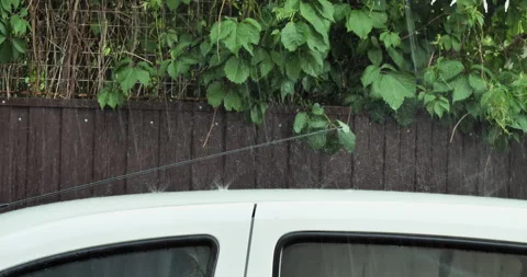 Close-up of heavy rain beating on the white roof of a car. Green foliage growing Stock Footage 276614234