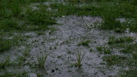 Close up of heavy rain falling on the field grass Stock Footage 294714131