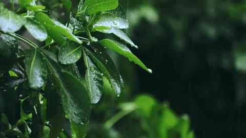 Close up Heavy rain falling on green leaves, rainfall over little tree, Stock Footage 156011847