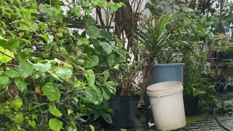 Close-Up Heavy Rain Falling on Tree Leaves. Stock Footage 229227265