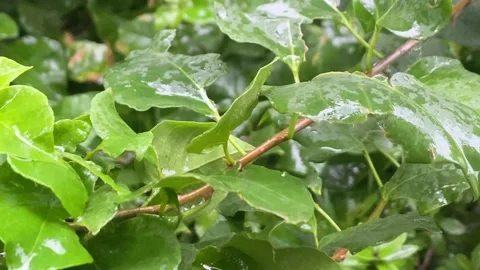 Close-Up Heavy Rain Falling on Tree Leaves. Raining Shower Stock Footage 229227701