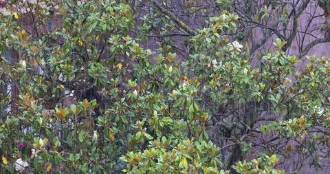 Close up of heavy rain on a tree in a yard Stock Footage 156964793