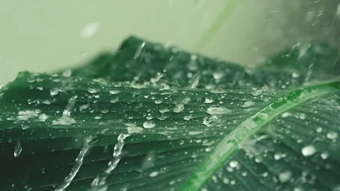 Close up heavy rainfall on tropical green banana leaf , slow motion shot Stock Footage 113450443