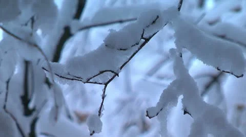 Close-up of heavy snow on tree branches. Stock Footage 21998567