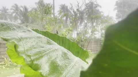 Close-up of heavy tropical rain falling on lush green banana leaves 库存影片 333717062