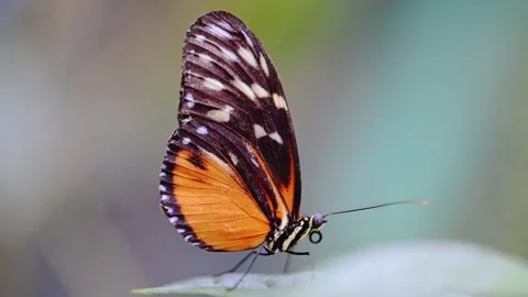 Close-up of Hecale Longwing butterfly on a leaf, slow-motion 4K with a tranquil Stock Footage 292825006